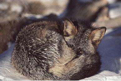 《彩虹六号：异种》全新CG预告 标准版198元