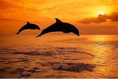 育碧也被黑客攻击 差点丢失将近1TB数据